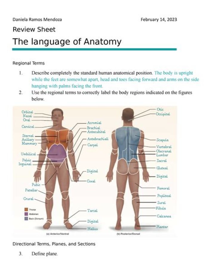 The Language of Anatomy Quiz