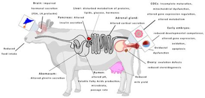 the male cow reproductive tract Quiz