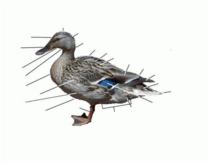 The parts of a duck Quiz