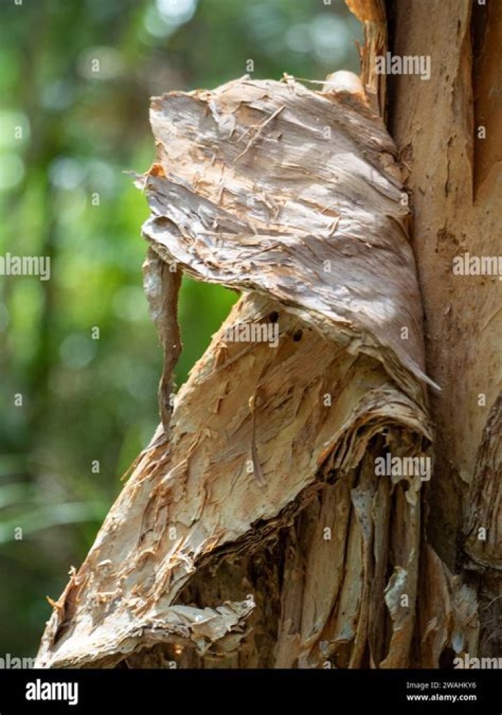 Tree with smooth and papery bark Word Hike – Answers