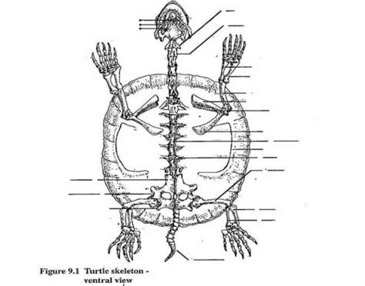 Turtle Skeleton Ventral View Quiz