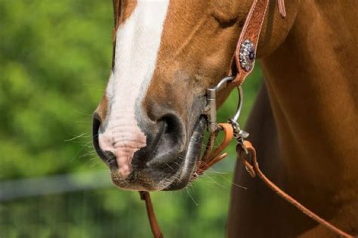 Types of Horse bits Quiz