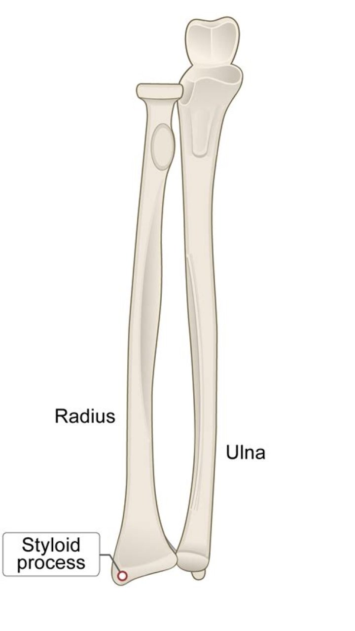 Ulna and Radius in Latin Quiz