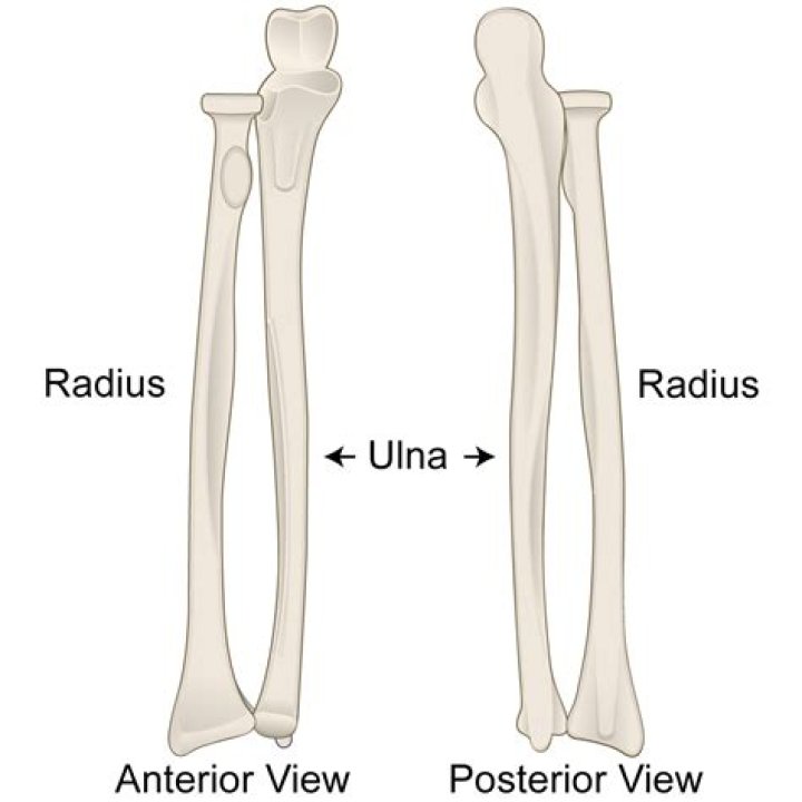 Ulna/Radius labeling! — Quiz Statistics