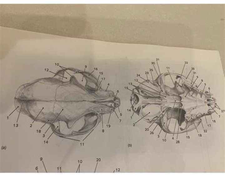 Ventral View Cat Skull Quiz