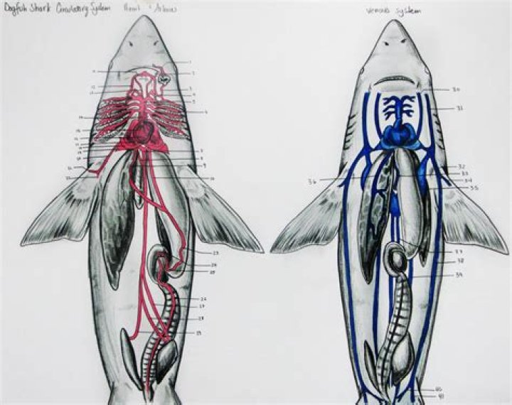 Ventral View of Shark Circulatory System Quiz